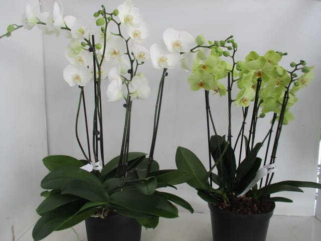 Phalaenopsis im Solitärtopf mix 6 rispig