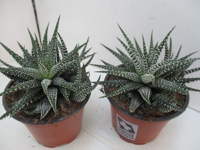 Haworthia fasciata 'Big Band' T12cm