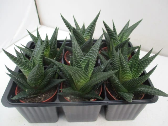 Haworthia limifolia T6 6er Einheit