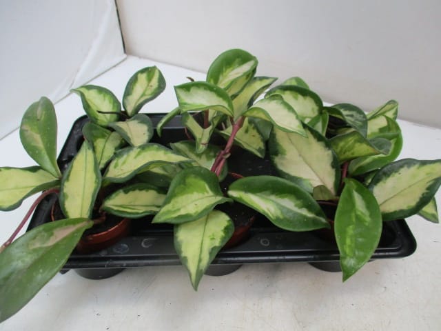 Hoya carnosa T6 6er Einheit