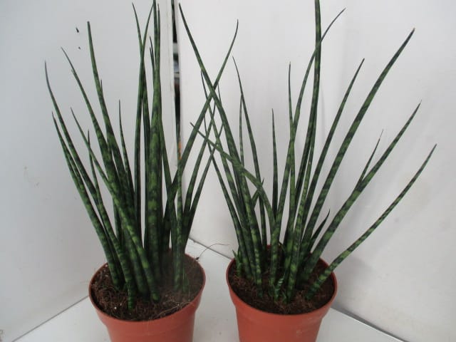Sansevieria fernwood T12cm