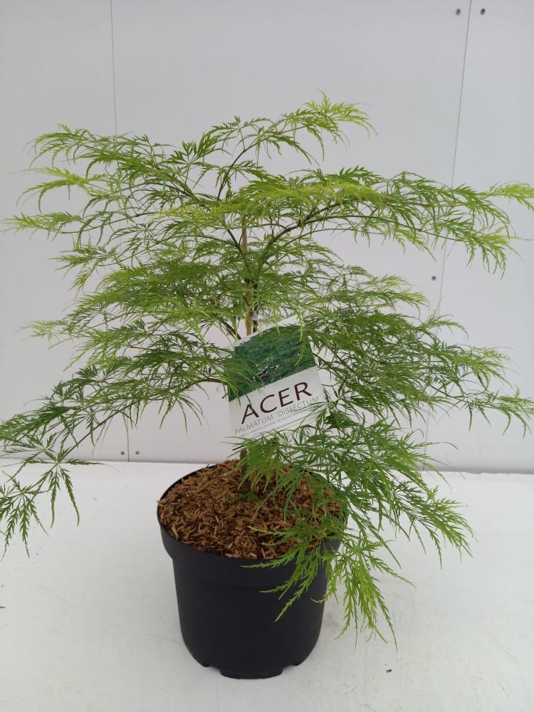 Acer palmatum