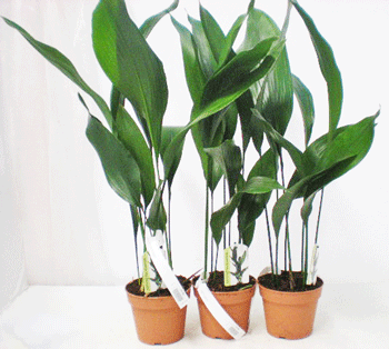 Aspidistra elatior