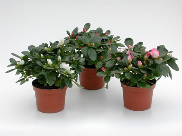 Azalea diverse Farben T10.5cm
