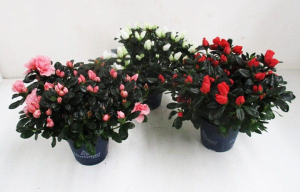 Azalea hortinno 'Christine' mix T12 cm