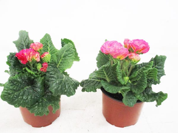 Primula 'Bellerose' T10cm