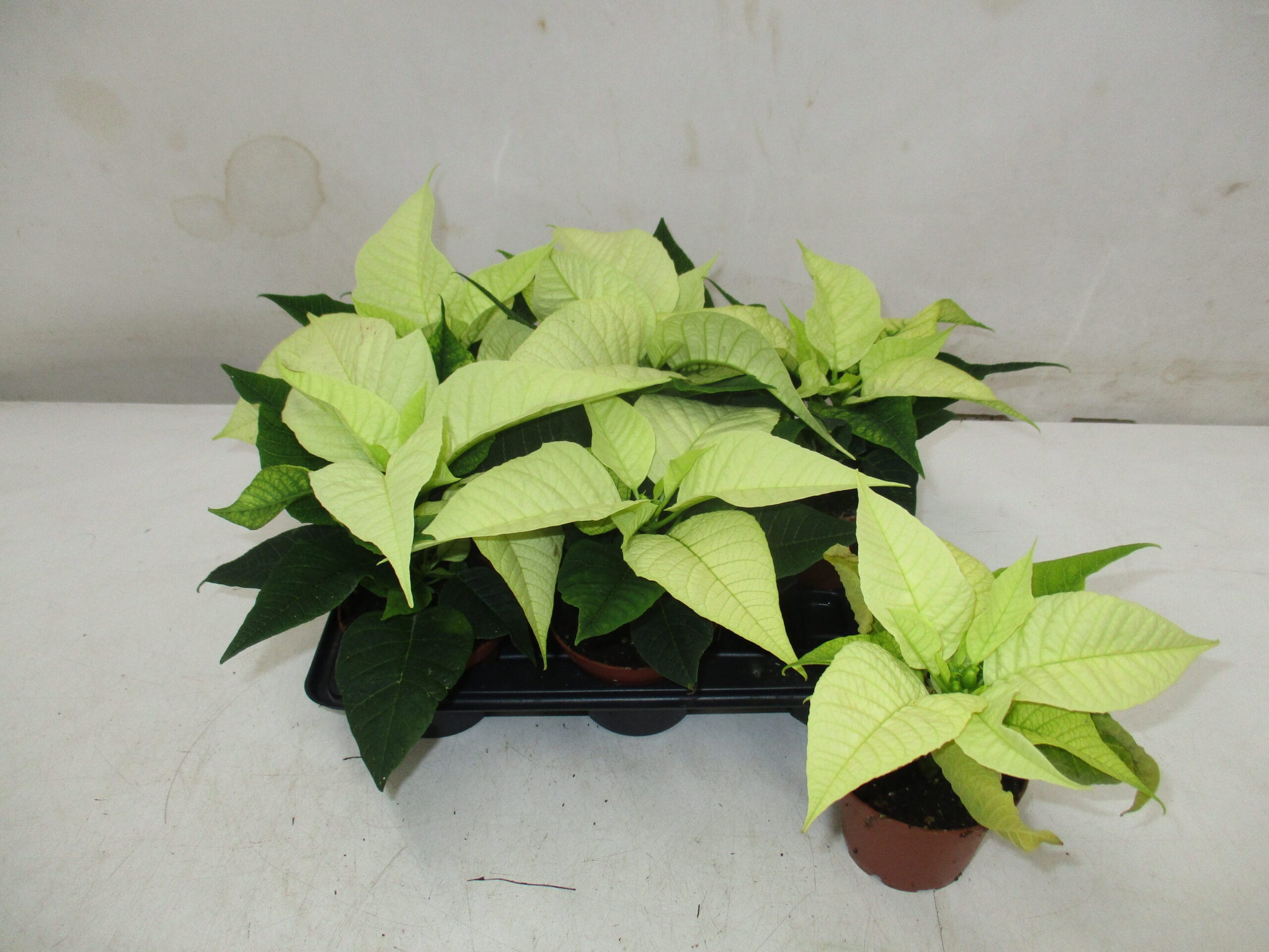Poinsettia Mini weiss T6cm / 6er Einheit