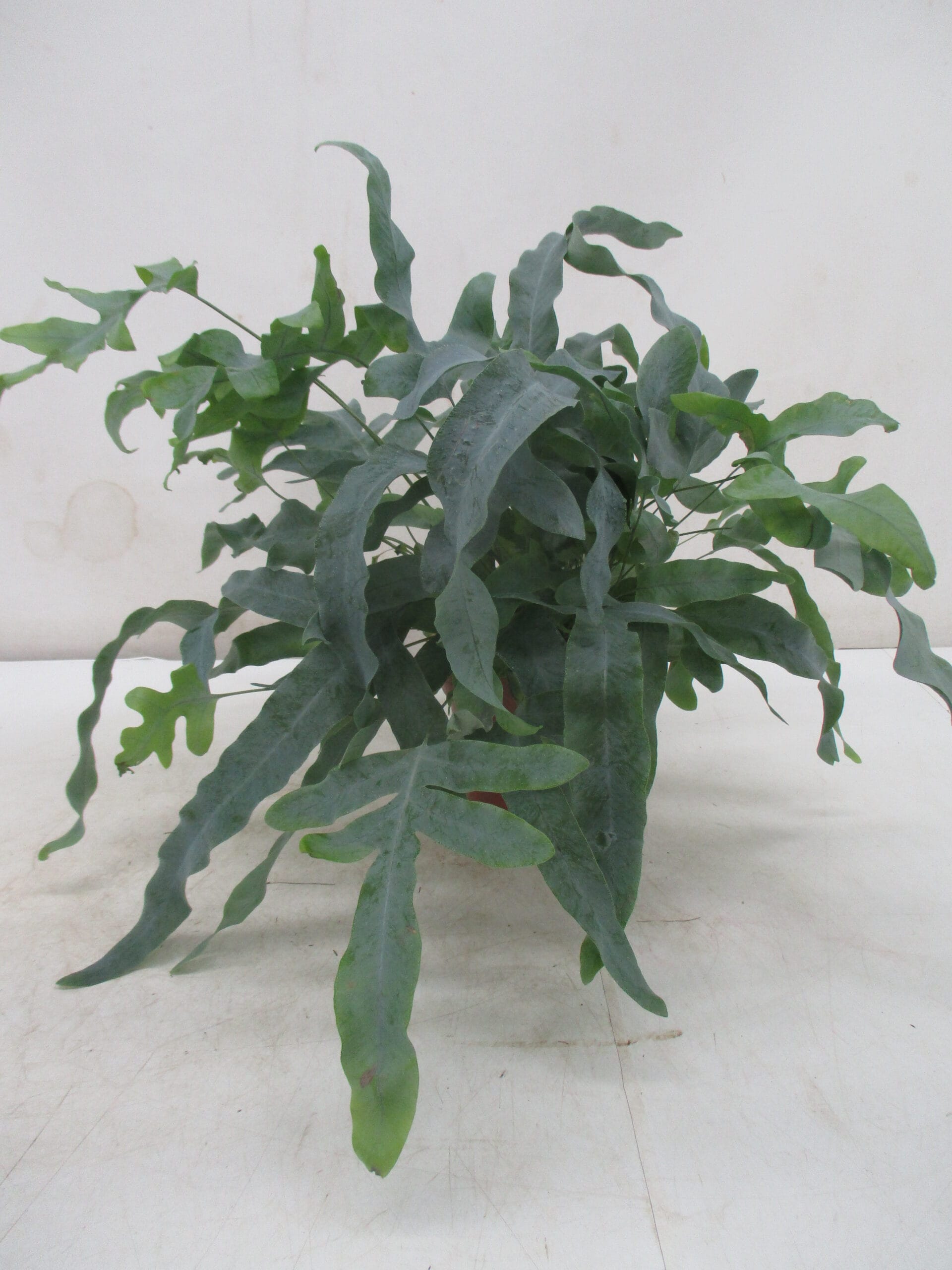 Phlebodium 'Blue Star' T14cm