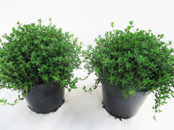 Satureja Bohnenkraut (IT) T14cm