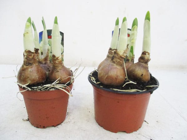 Narcissus 'Bridal Crown' T9cm