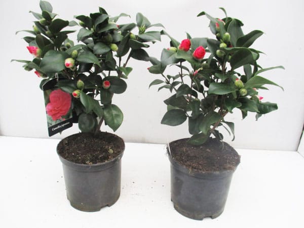 Camellia japonica mix, diverse Grössen