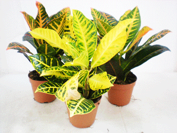 Codiaeum croton mix