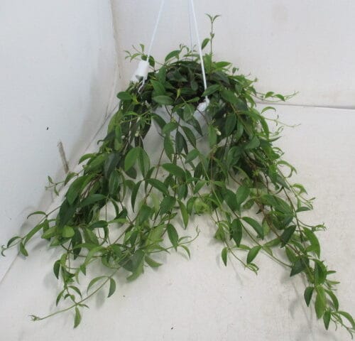 Codonanthe crassifolia Ampel