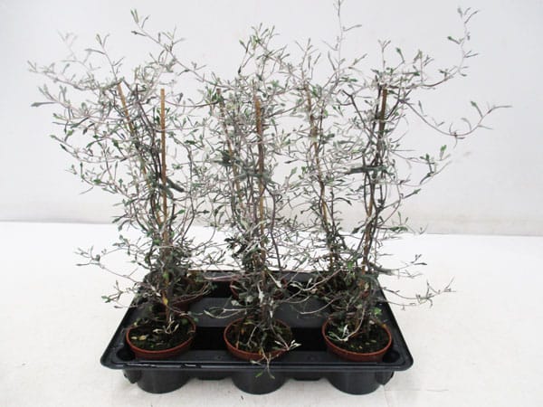Corokia Mini T6cm / 6er Einheit