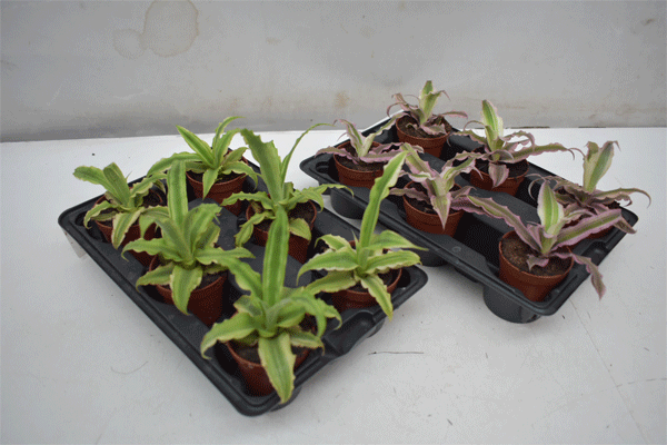 Cryptanthus T6cm 6er Einheit