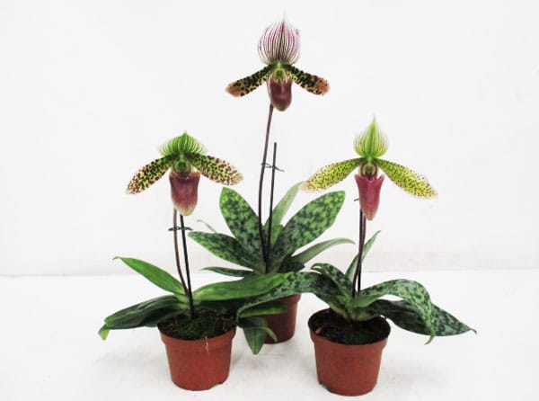 Paphiopedilum mix