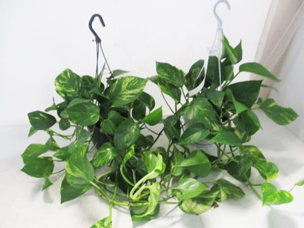 Epipremnun aureum Ampel T15cm