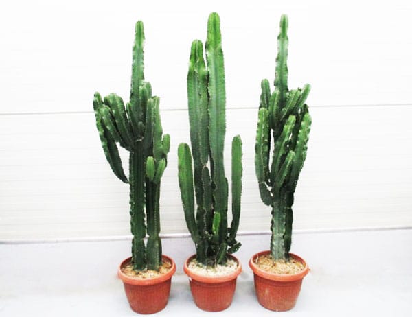 Euphorbia eritrea T34cm / H160-170cm