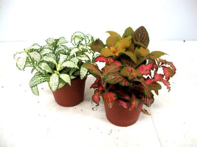 Fittonia