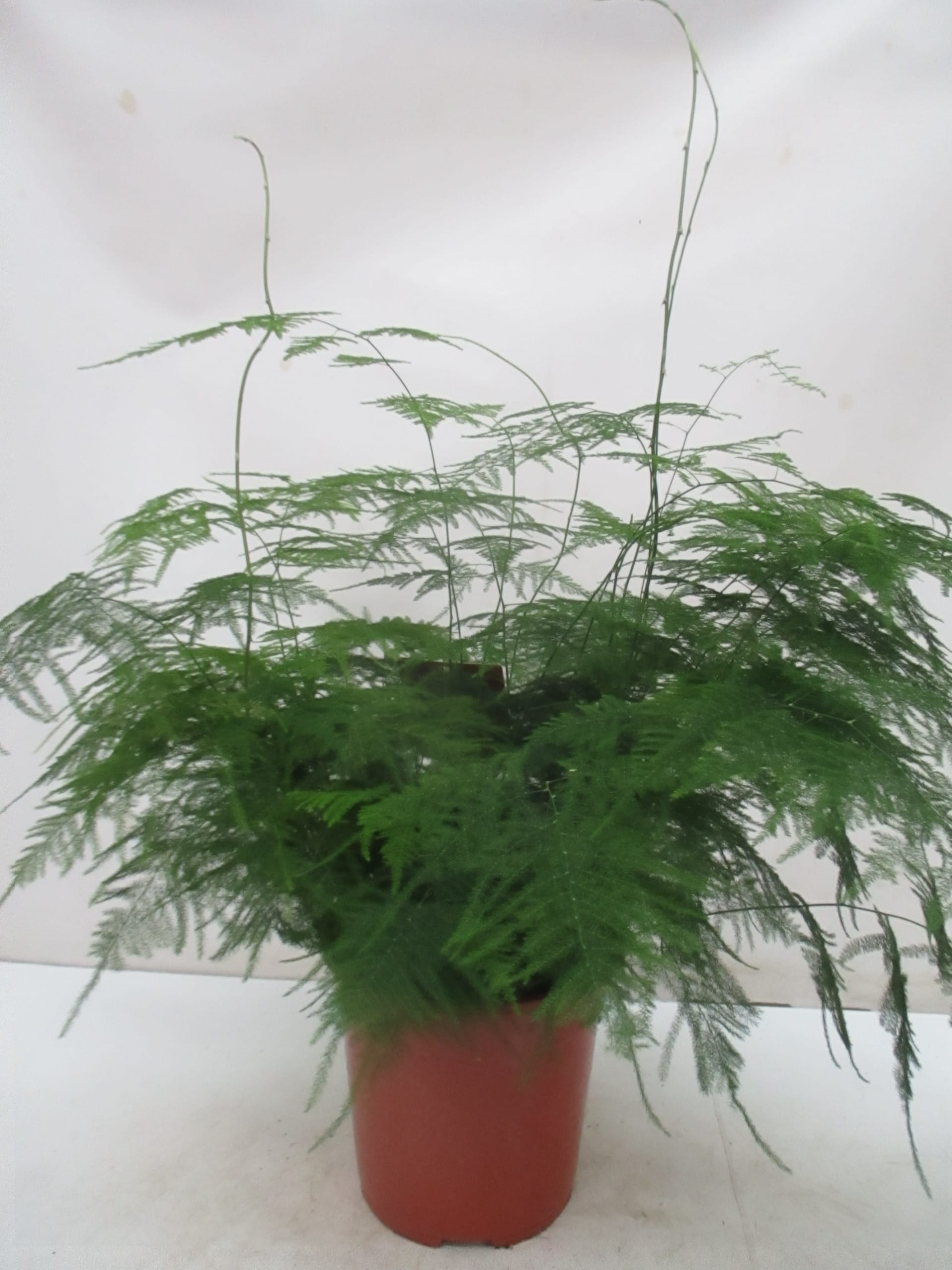 Asparagus setaceus 'Plumosus'