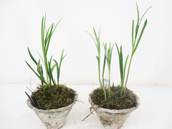 Fritillaria meleagris im Harztopf T17cm