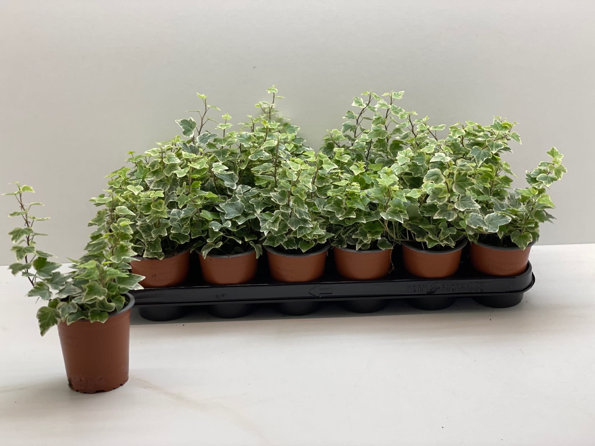 Hedera helix panachiert T9cm