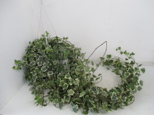 Hedera Ampel panachiert T24cm