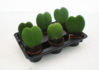Hoya kerrii Mini T6cm 6er Einheit