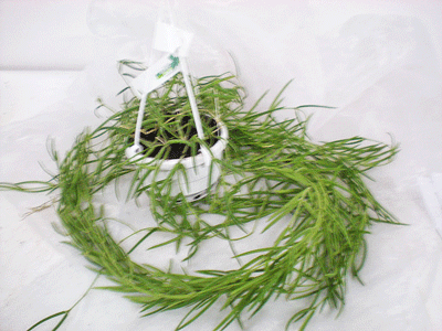 Hoya linearis Ampel T14cm