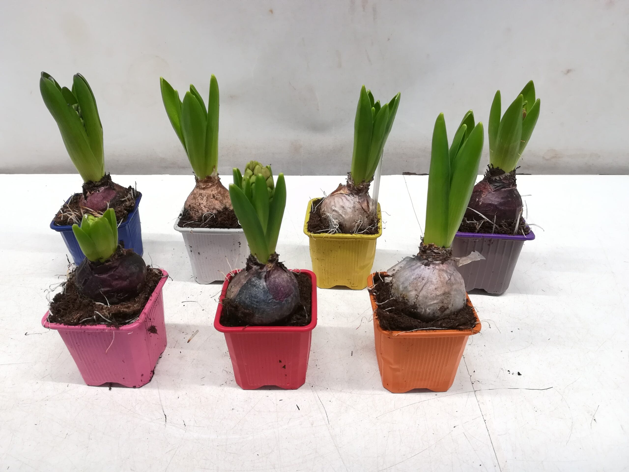 Hyazinthen diverse Farben T7cm