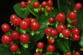 S / Hypericum True Romance