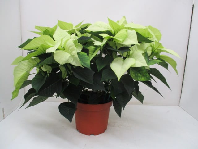Poinsettia weiss T23cm