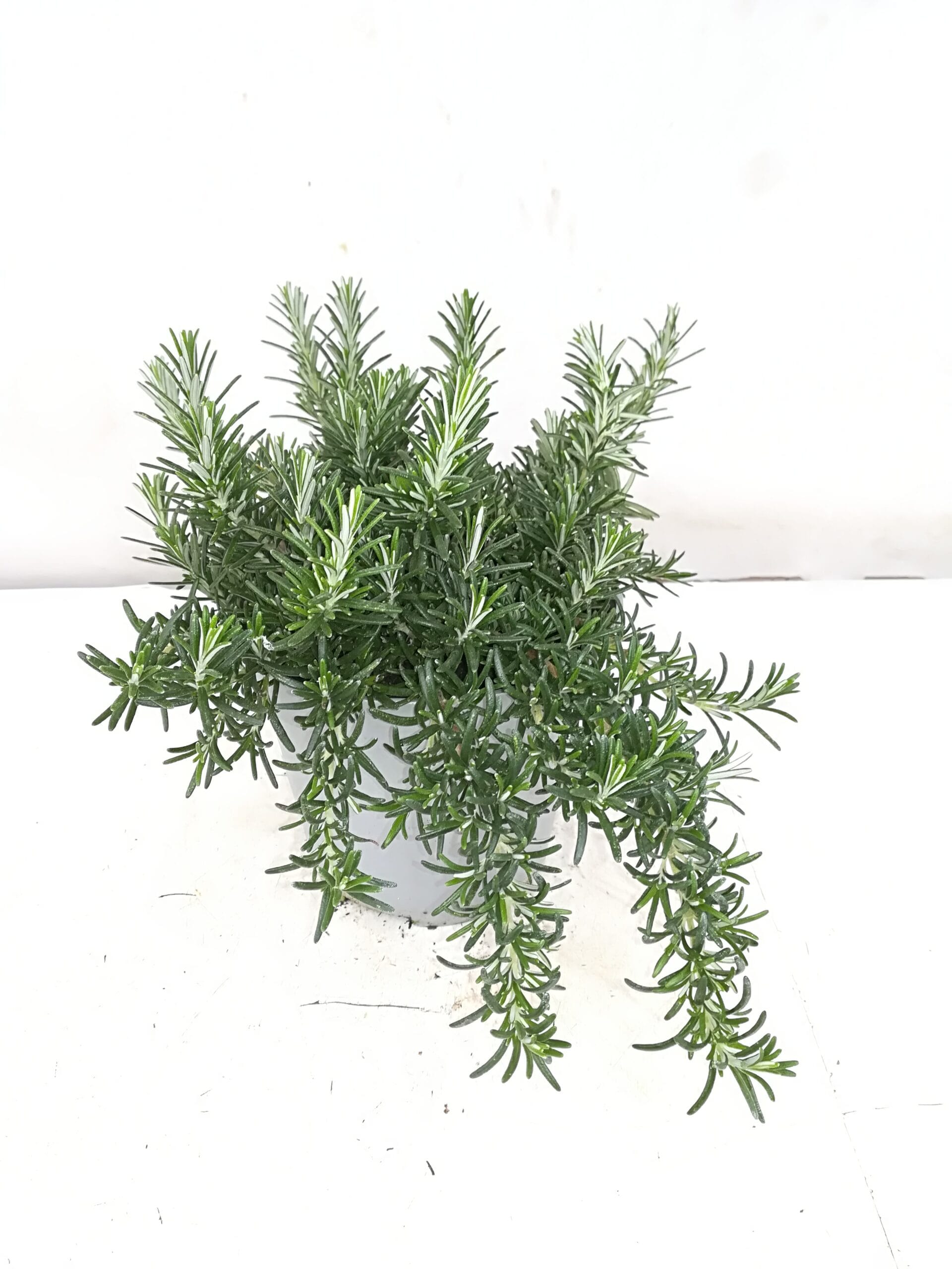 Rosmarin prostratus Busch (IT) T14cm