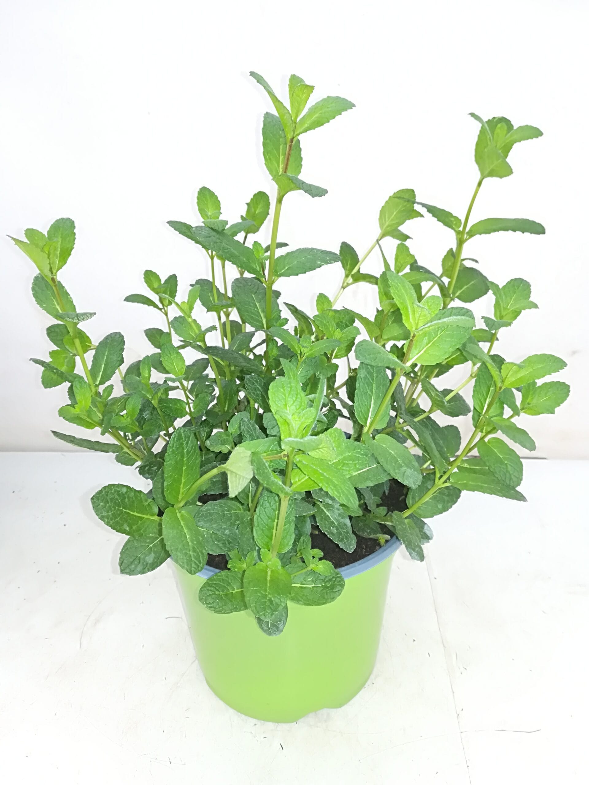 Minze Marrokanische (IT) T18cm