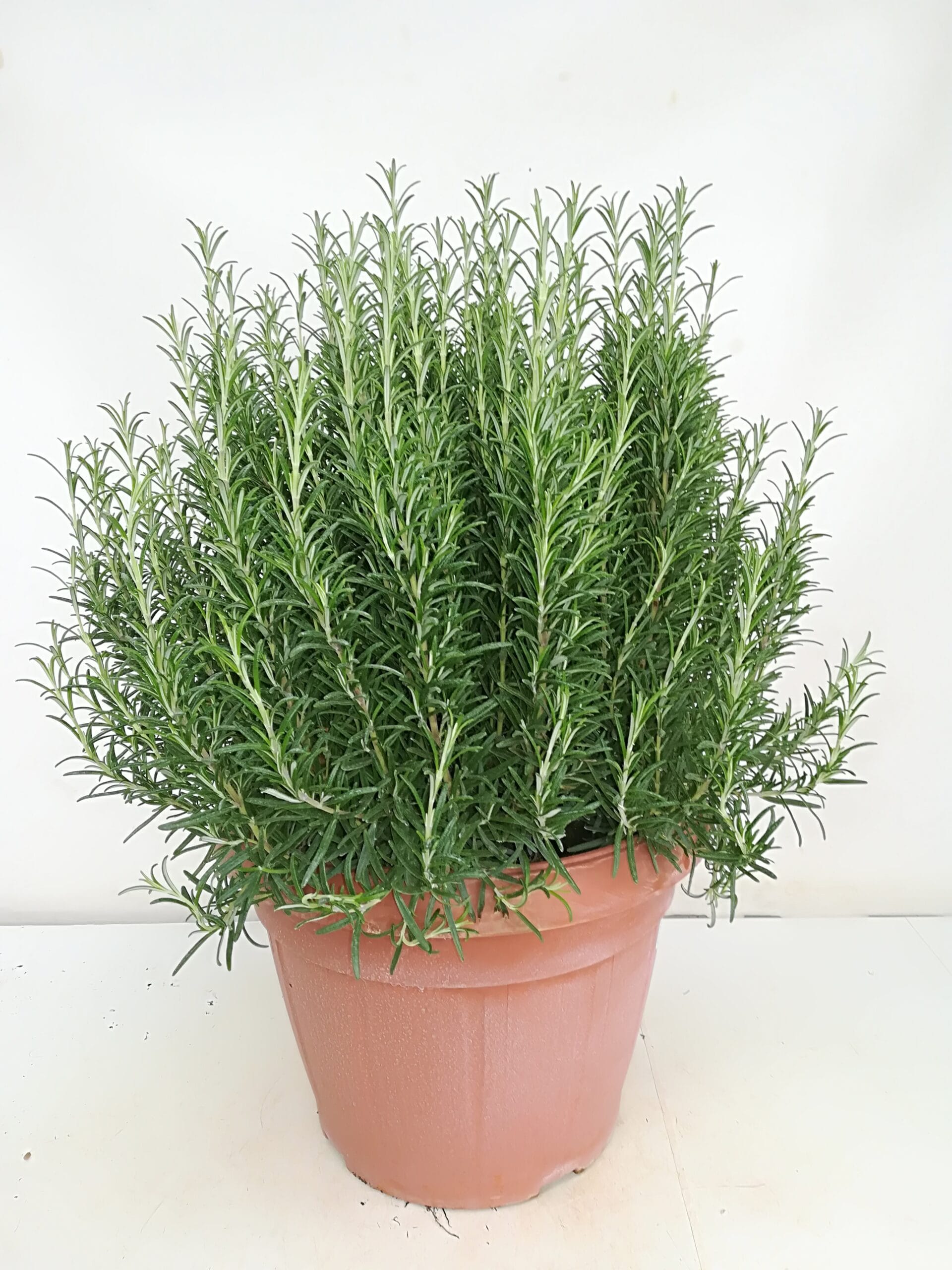 Rosmarin officinalis (IT) T35cm