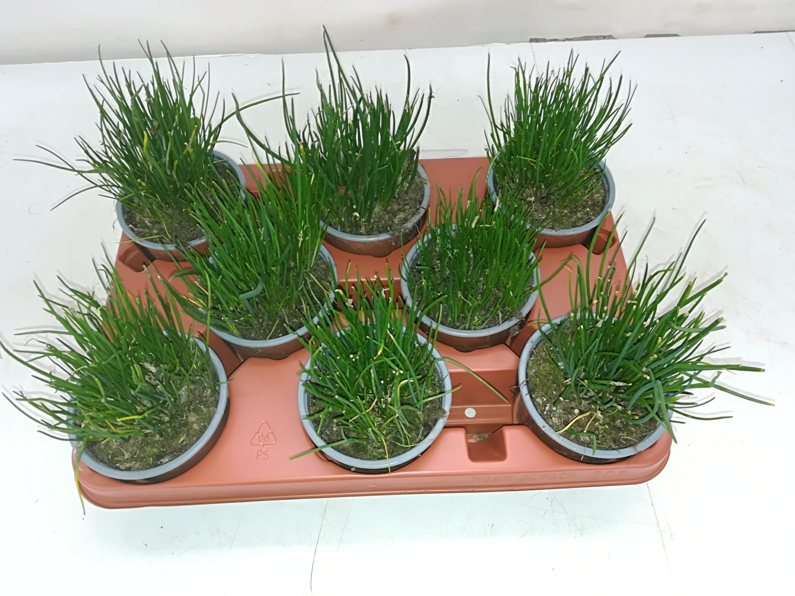 Schnittlauch (Swiss-Produktion) T10,5cm / 6er Einheit