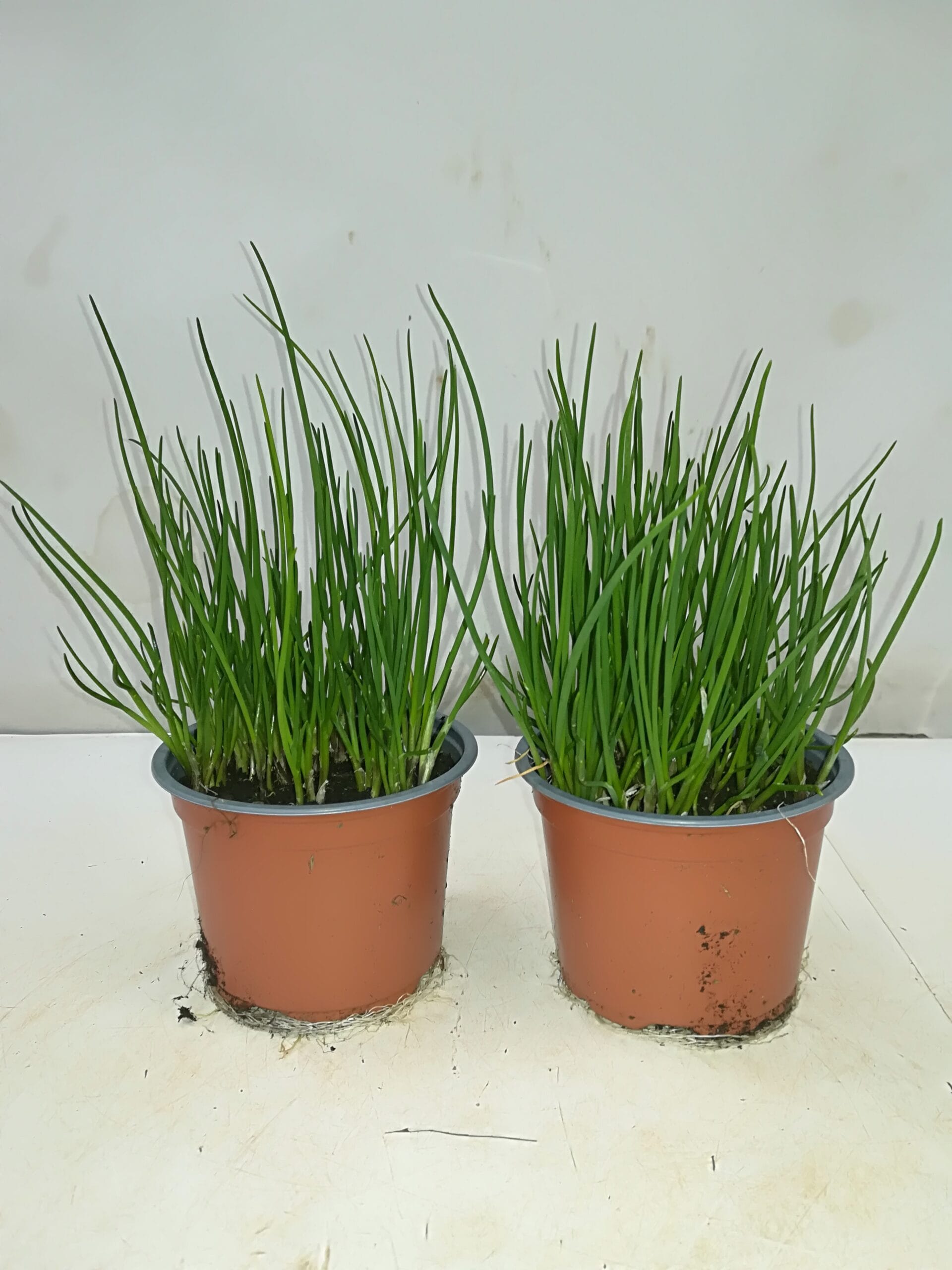 Schnittlauch (Swiss-Garantie) T12cm