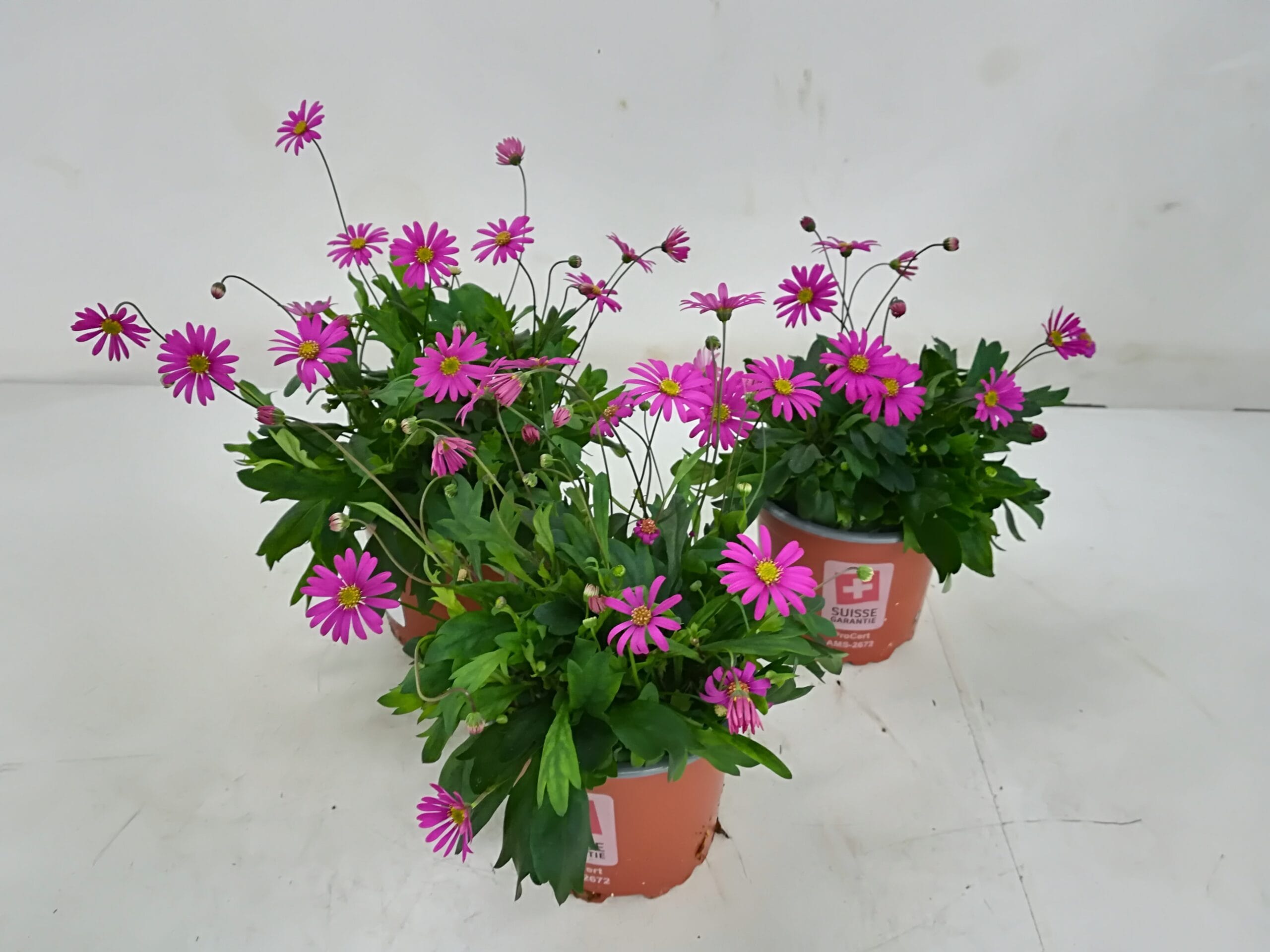 Brachyscome magenta-pink T10.5cm