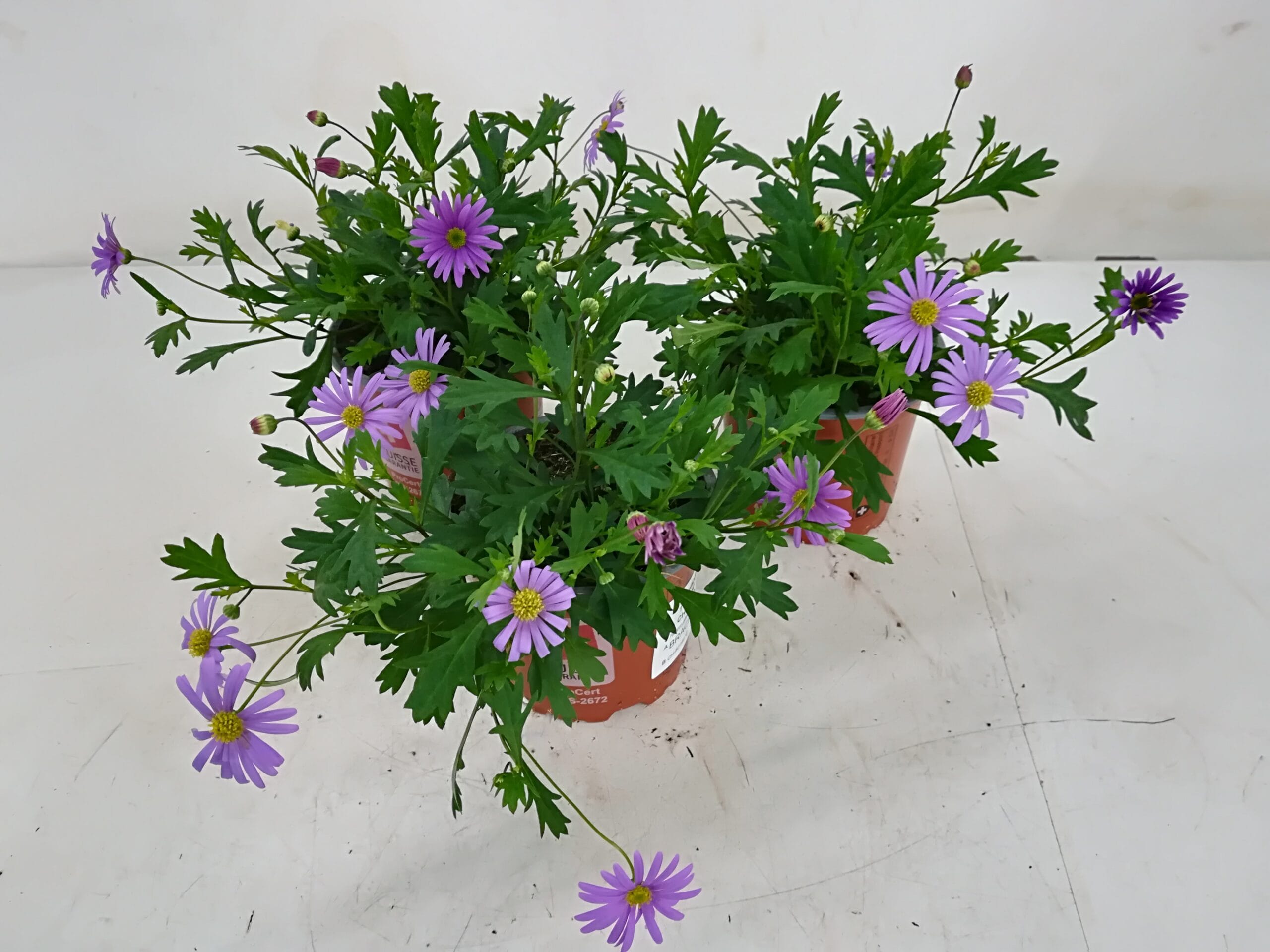 Brachyscome blau-lila T10.5cm