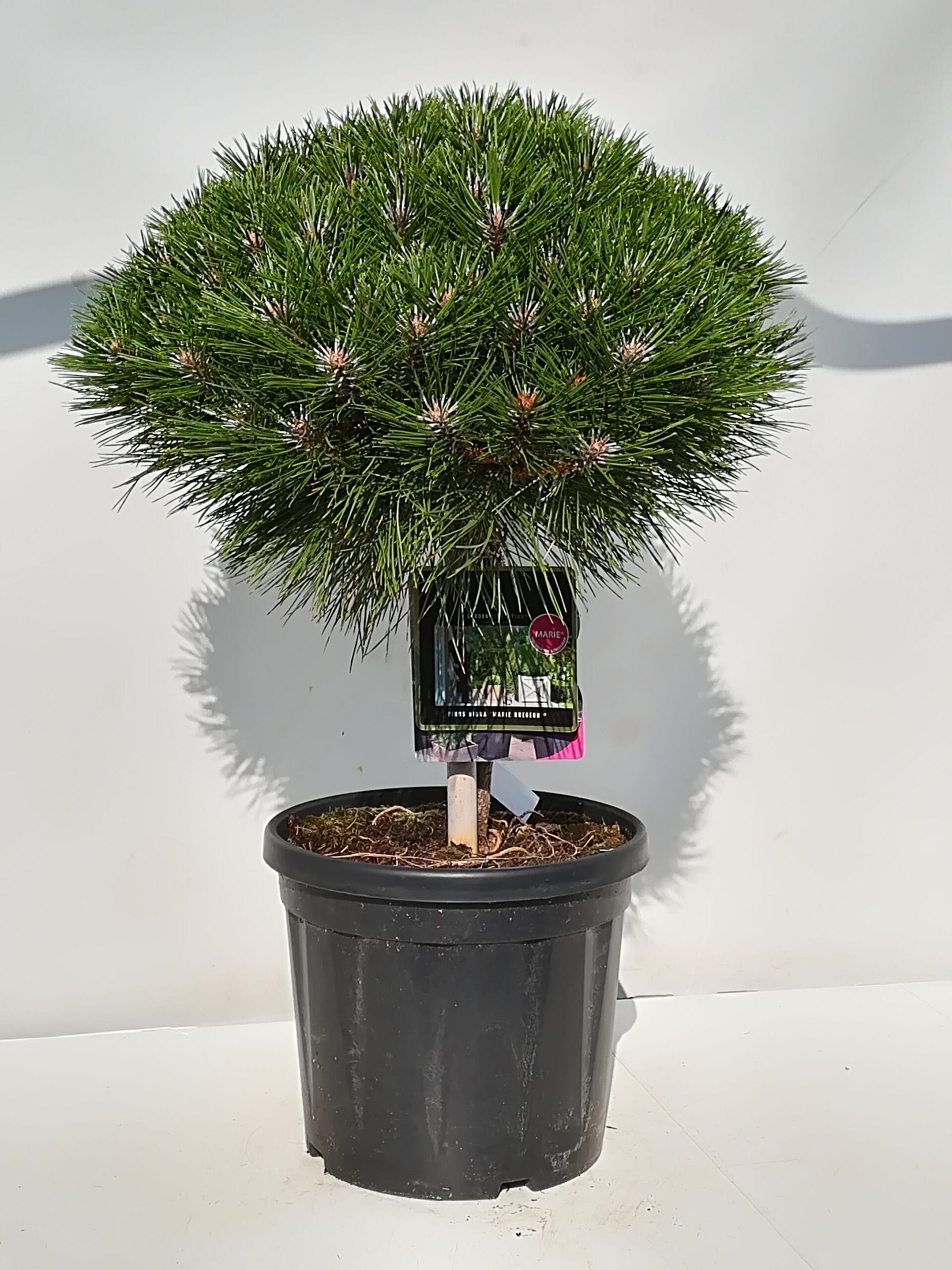 Pinus nigra Stamm 'Marie Bregon' T26cm / H50cm