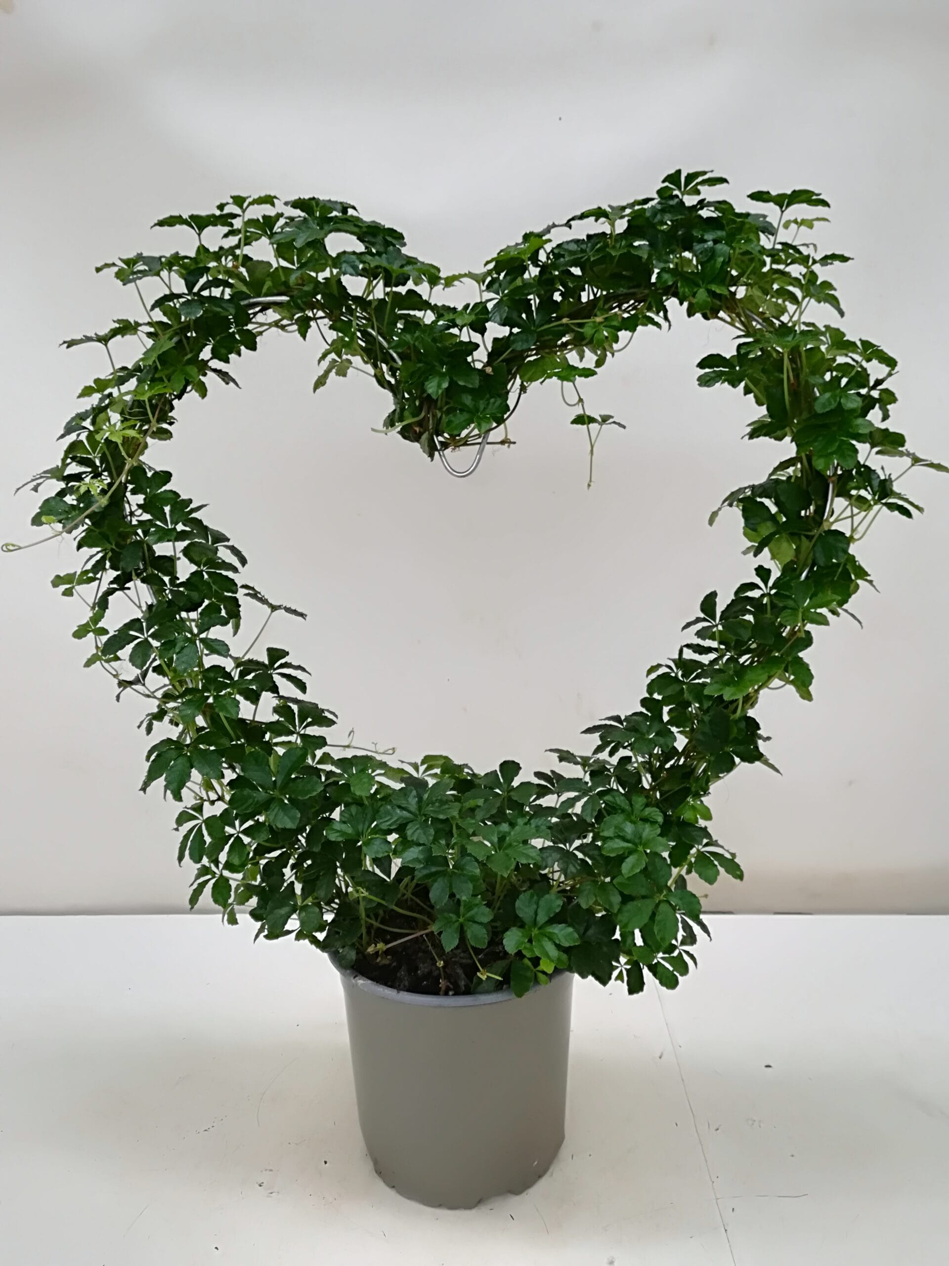 Cissus striata Herz T17cm