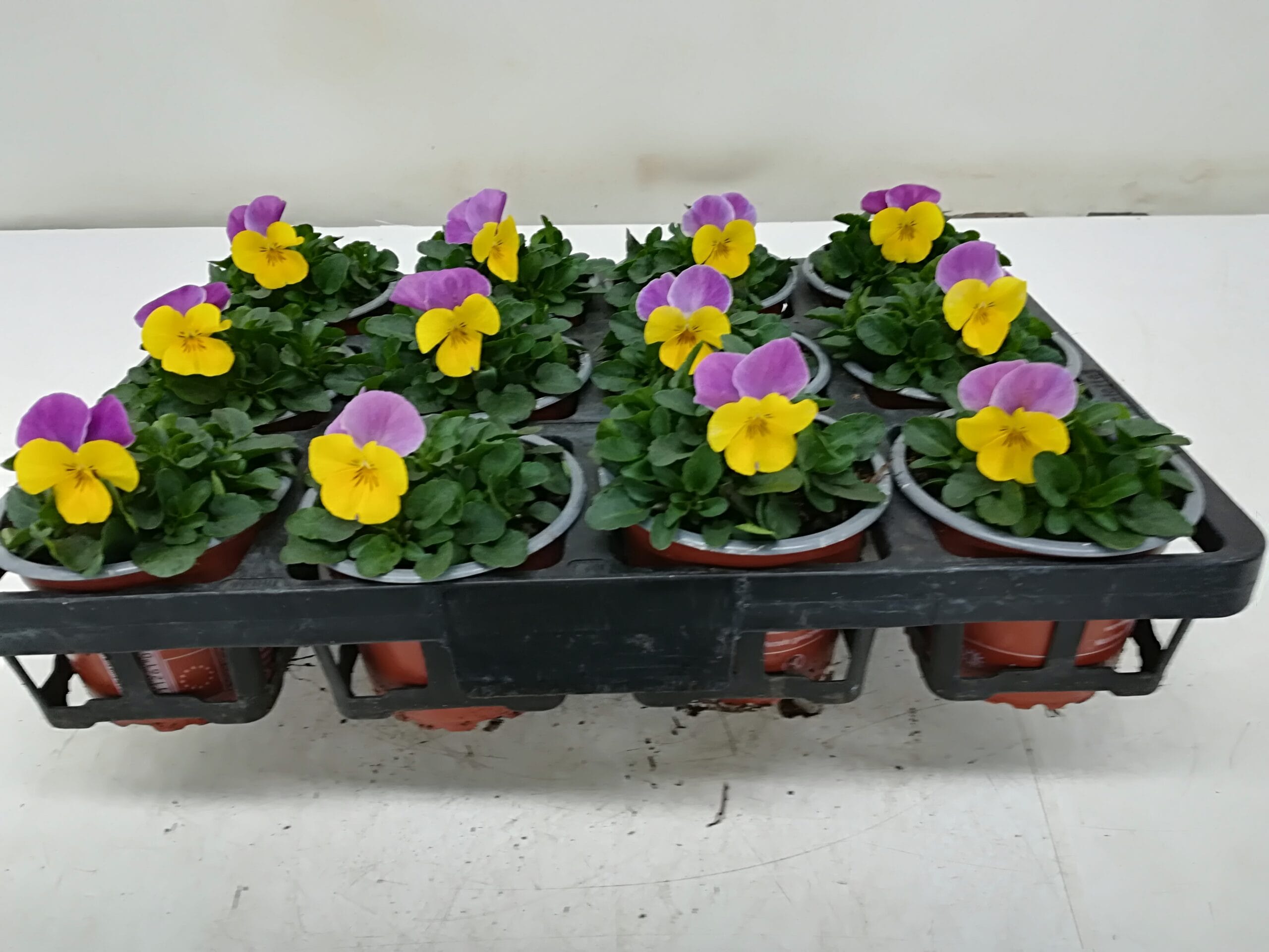 Viola cornuta gelb mit rosa Flügel T9cm / 12er Einheit