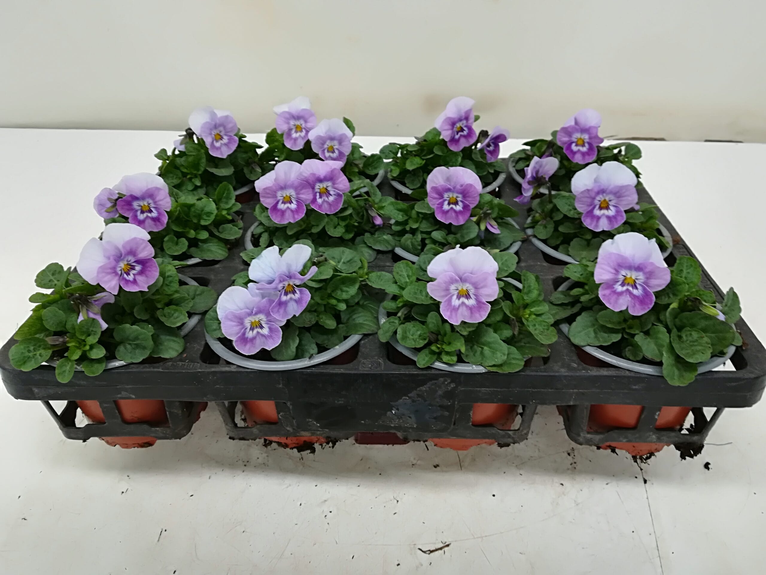 Viola cornuta rosa mit Gesicht T9cm / 12er Einheit