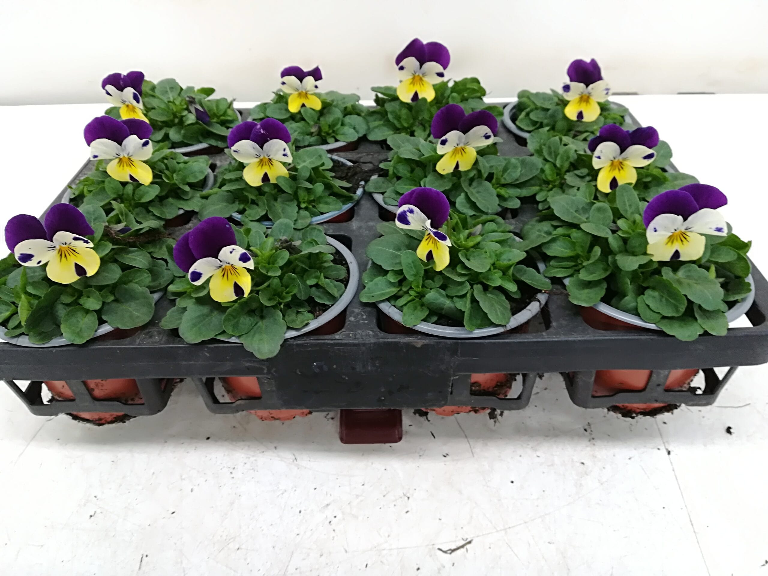 Viola cornuta 'Joly Face' hellgelb mit violettem Flügel T9cm / 12er Einheit