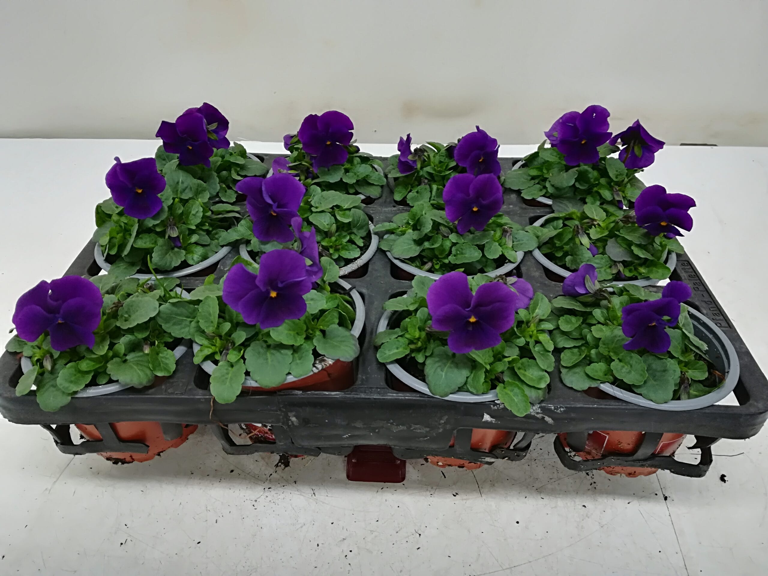 Viola cornuta violett T9cm / 12er Einheit