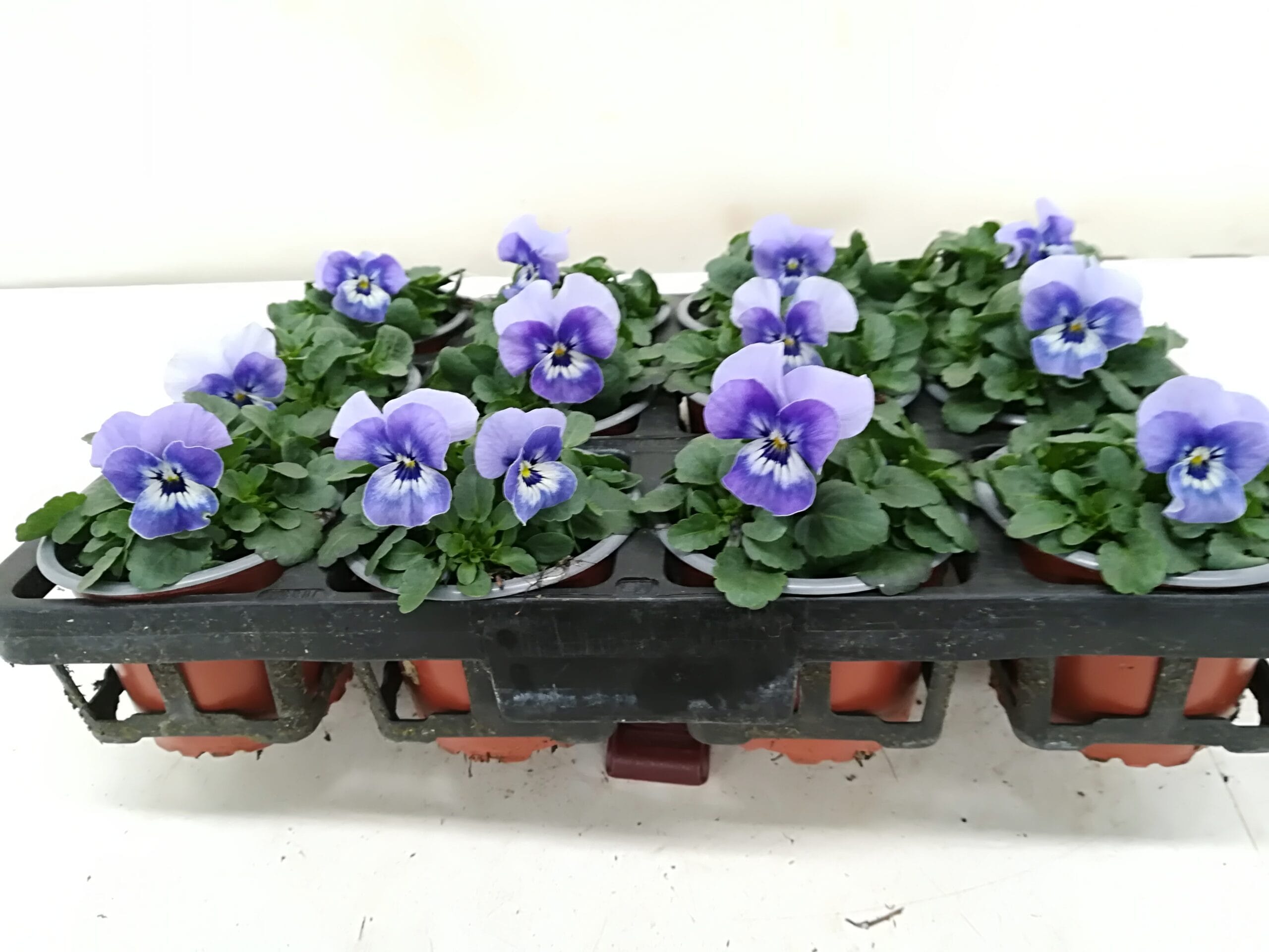 Viola cornuta 'Marina' hellblau mit Gesicht T9cm / 12er Einheit