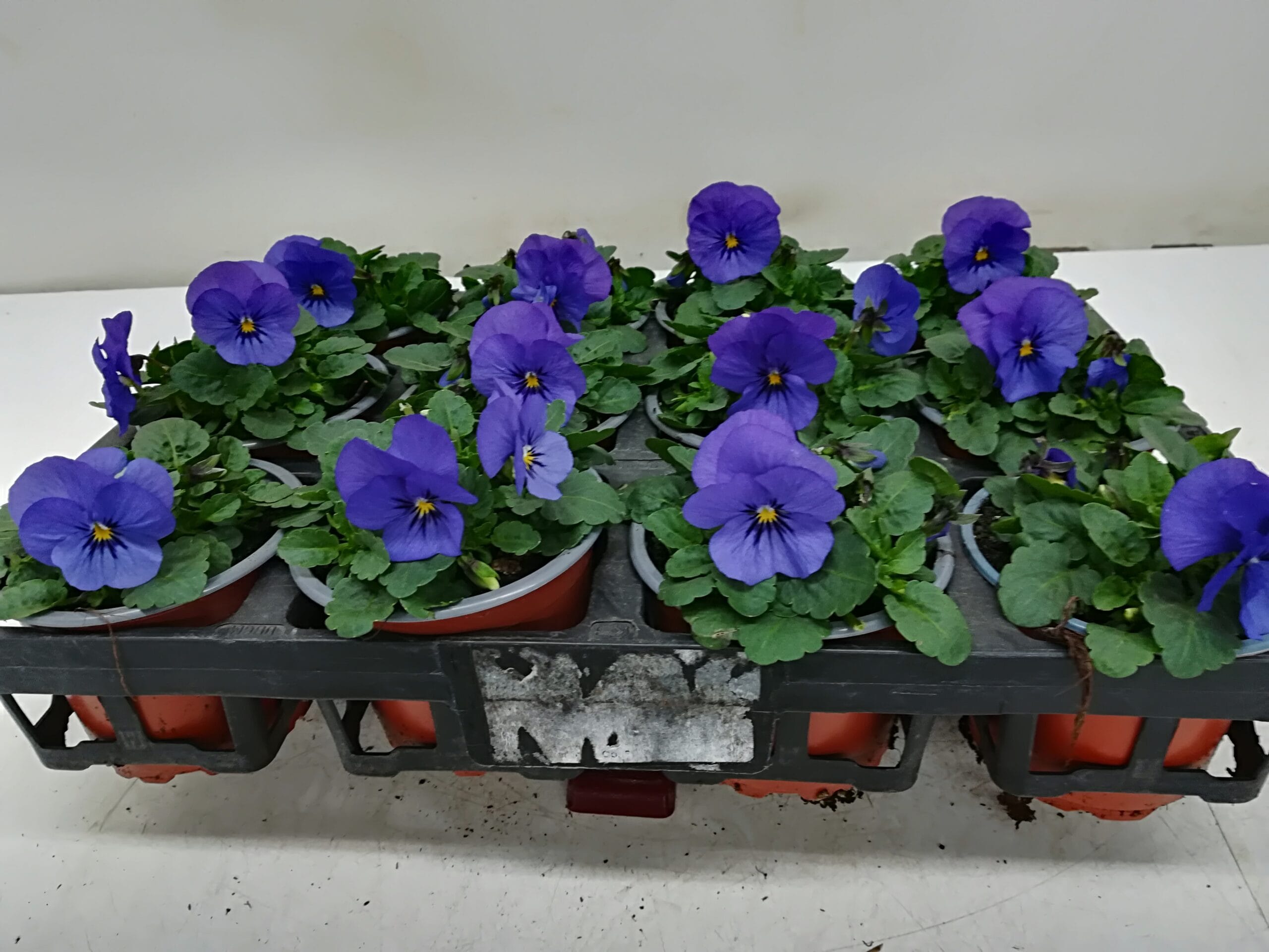 Viola cornuta reinblau T9cm / 12er Einheit