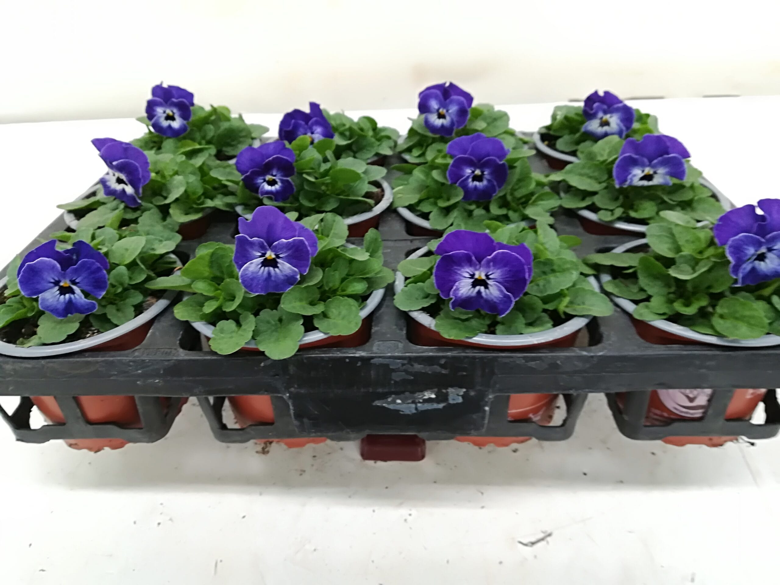 Viola cornuta 'Delfts Blue' blau mit weissem Gesicht T9cm / 12er Einheit