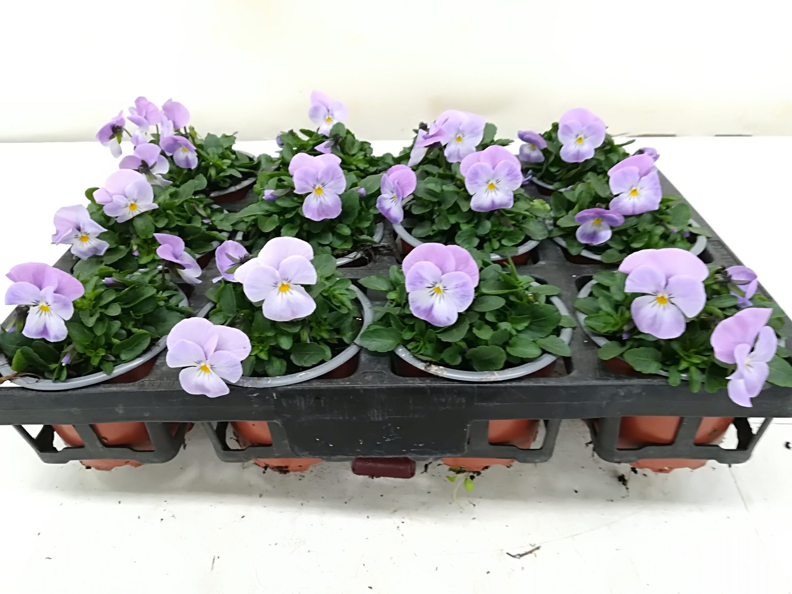 Viola cornuta 'Lavender Pink' T9cm / 12er Einheit