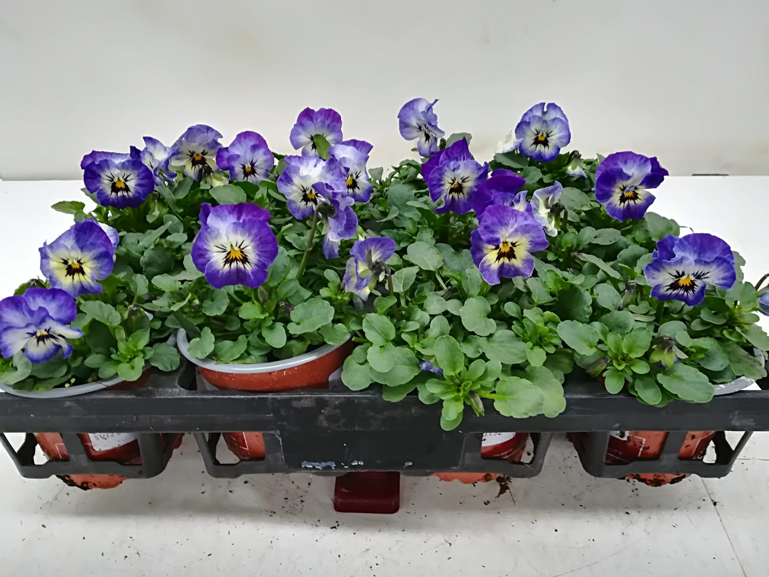 Viola cornuta 'Neptune' blau-weiss-gelb T9cm / 12er Einheit